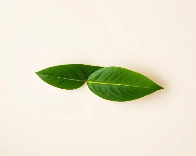 Guayusa